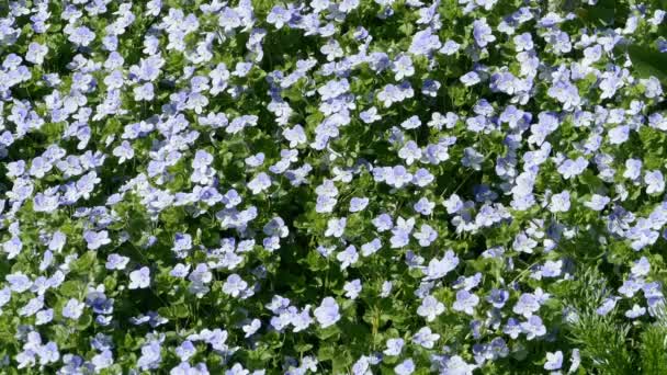 Bir Çiçek Yatağında Mavi Çiçeklerin Yemyeşil Halı Çiçek Arka Plan — Stok video
