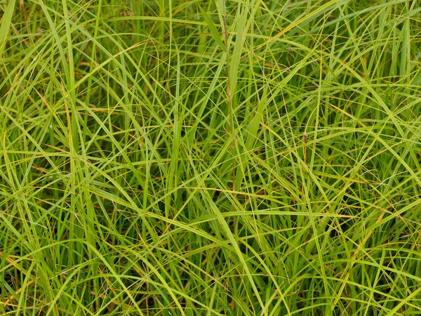 Зелені Рослини Довгим Фоном Лопатей — стокове фото