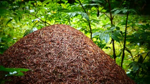 Μια Μεγάλη Μυρμηγκοφωλιά Ένα Πράσινο Υγρό Δάσος Συνεχής Κίνηση — Αρχείο Βίντεο