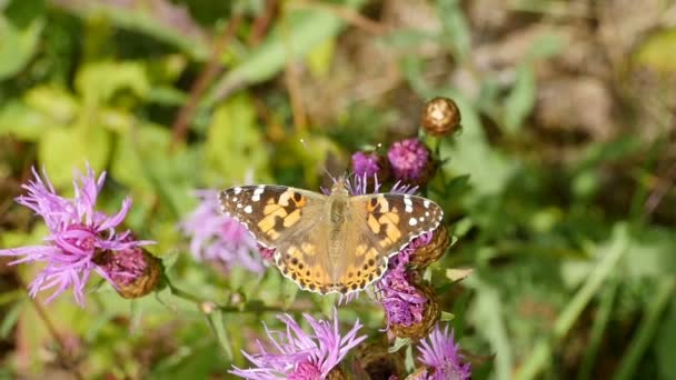 Urticaire Papillon Avec Belle Coloration Des Ailes — Video