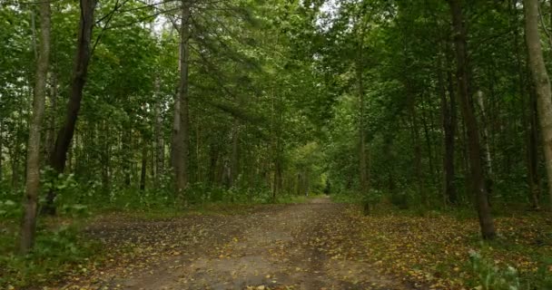 Weg Het Bos Het Begin Van Herfst Bladeren Vallen — Stockvideo