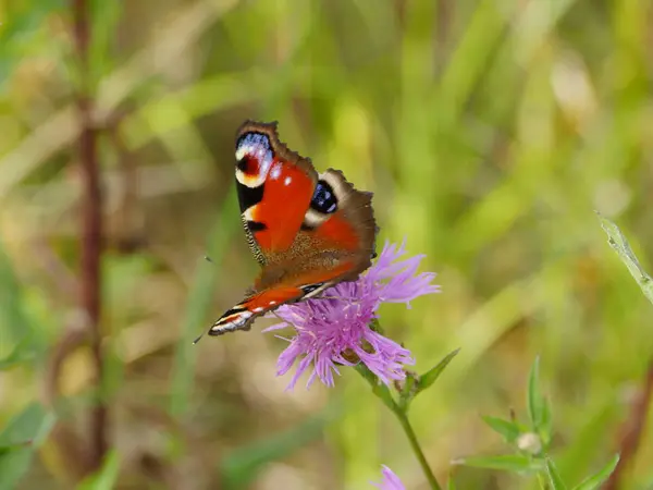 Farfalla Pavone Occhio Sui Fiori Beve Nettare — Foto Stock