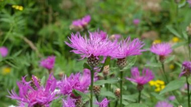 bir knapweed mor çiçekler 