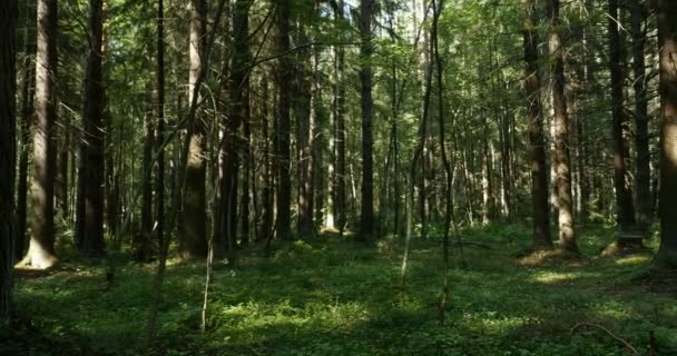 Abeto Bosque Verano Panorama — Vídeos de Stock