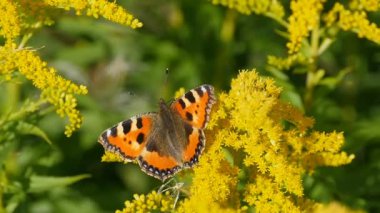 goldenrod çiçek kelebek tavus kuşu göz