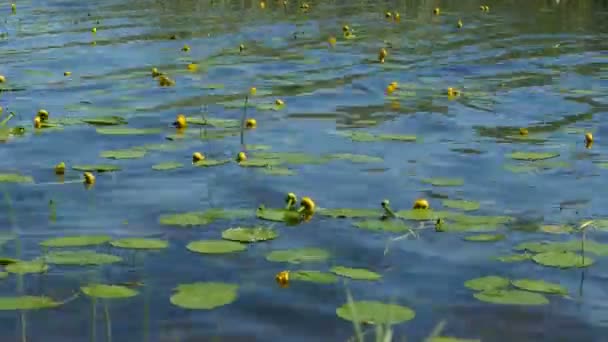 Flor Amarilla Muelle Salpicaduras — Vídeos de Stock