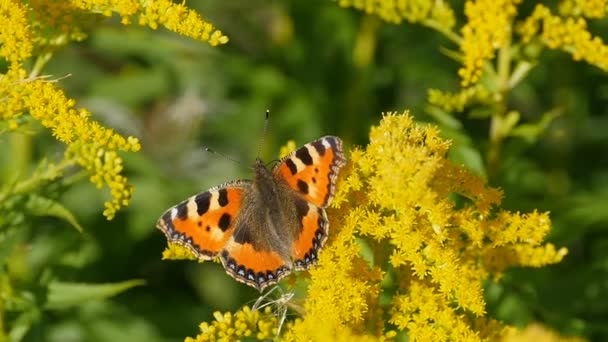 Olho Pavão Borboleta Flor Goldenrod — Vídeo de Stock