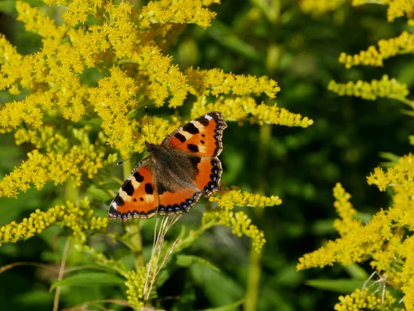 Mariposa Ojo Pavo Real Las Flores Vara Oro Bebidas Néctar — Foto de Stock