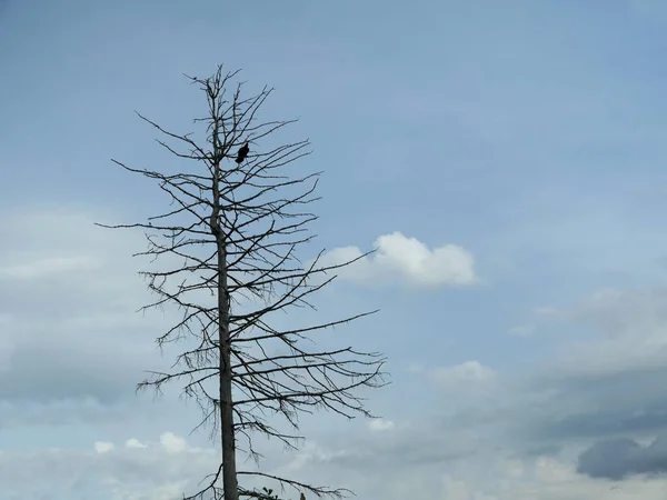 Eenzame dode boom — Stockfoto