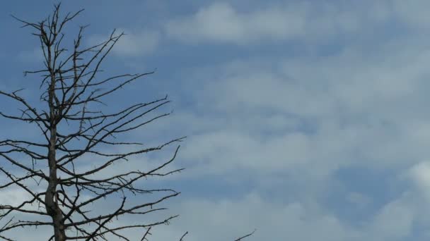 孤独的死树对天空 — 图库视频影像