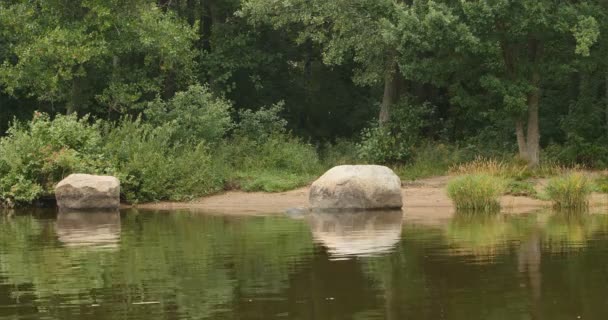 Landschaft Mit Findlingen Flussufer — Stockvideo