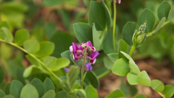 野生の花マウスエンドウ豆の緑の草原の背景 — ストック動画