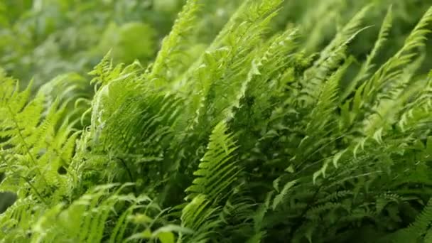 Fern Dense Green Thickets Sway Wind Panorama — Stock Video