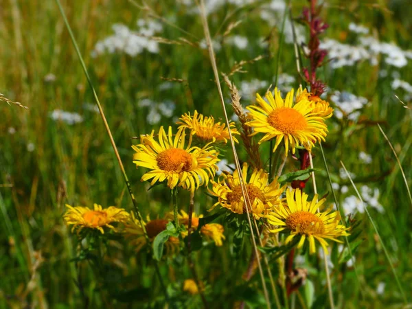 Arnica Jasnożółte Dzikie Kwiaty Łące — Zdjęcie stockowe