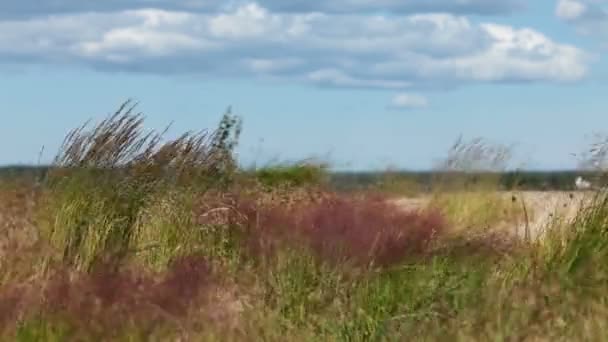波罗的海岸边的沙丘 — 图库视频影像