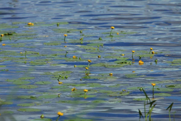 Flor amarilla muelle de salpicaduras — Foto de Stock