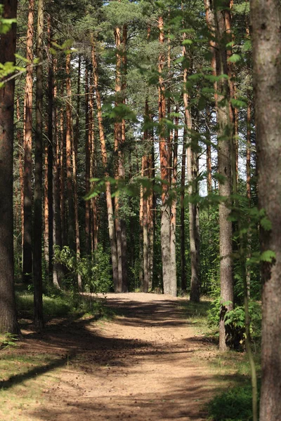 Путь между деревьями в сосновом лесу — стоковое фото
