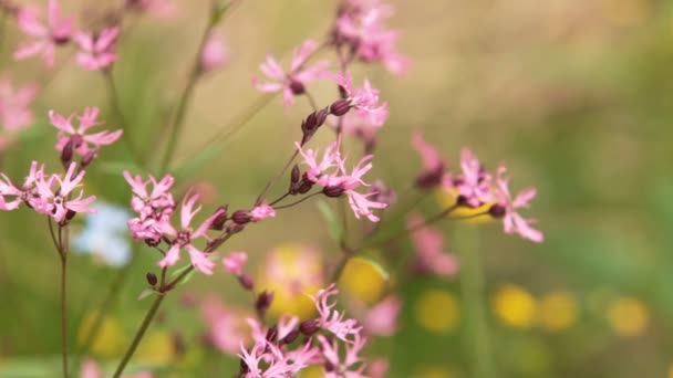 Flores Silvestres Lychnis Flos Cuculi — Vídeo de stock