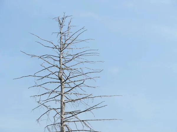 Dode Droge Boom Lage Hoek Tegen Blauwe Lucht Lage Beeldhoek — Stockfoto