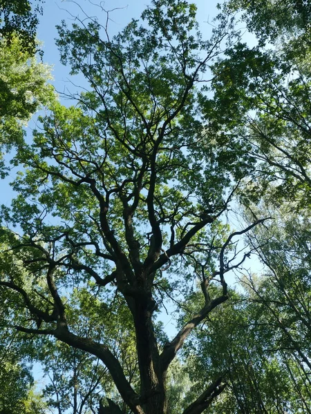 Schaduw Eiken Boom Met Grote Kroon Zomer — Stockfoto