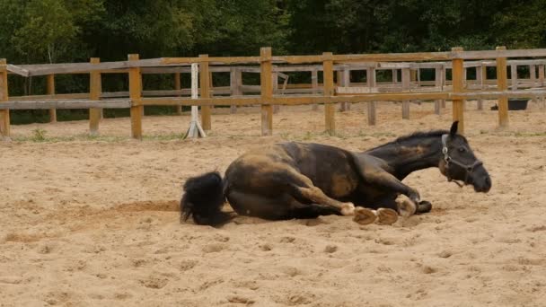 Caballo Está Acostado Arena — Vídeo de stock