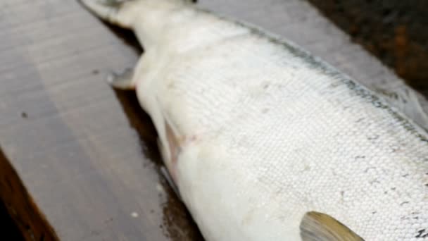 Trofeo Cattura Grande Pesce Salmone Vicino Movimento Della Fotocamera — Video Stock