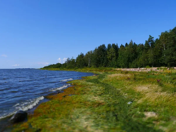 Pittoresk Sjö Strand Sommaren Vackert Landskap Lutning — Stockfoto