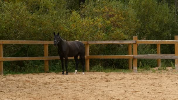 黒い馬は尾を振るカメラを見て鳥類の表情に立っている — ストック動画