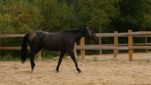 Черная Лошадь Идет Птичнике Отслеживания Выстрел Замедленной Съемки — стоковое видео