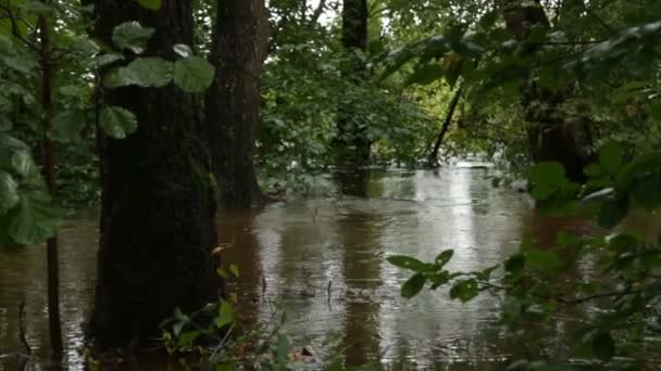 Gloomy Rainforest Water Stream Panorama — Stock Video