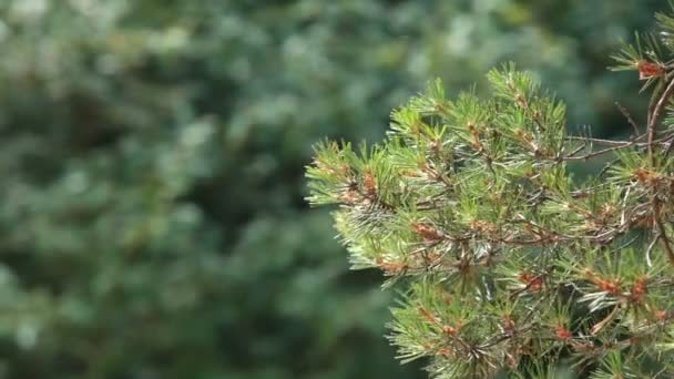 Pine Branch Tegen Een Wazig Groen Bos — Stockvideo