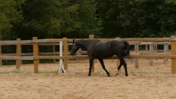 Horse Walks Volière Tracking Shot Slow Motion — Stockvideo