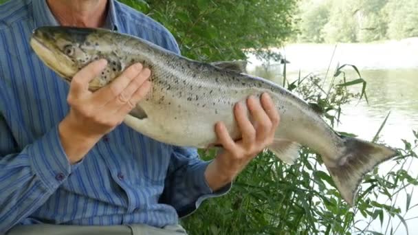 Fiskare Som Håller Upp Den Stora Öring Fisken Vid Älven — Stockvideo