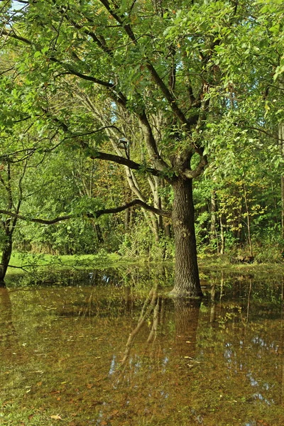 Дуб Тропических Лесов Отражается Воде Hdr — стоковое фото