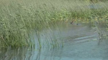 sazlık çalılıkları arasında bir ördek yavrusu ile dikkatli Tufted Duck