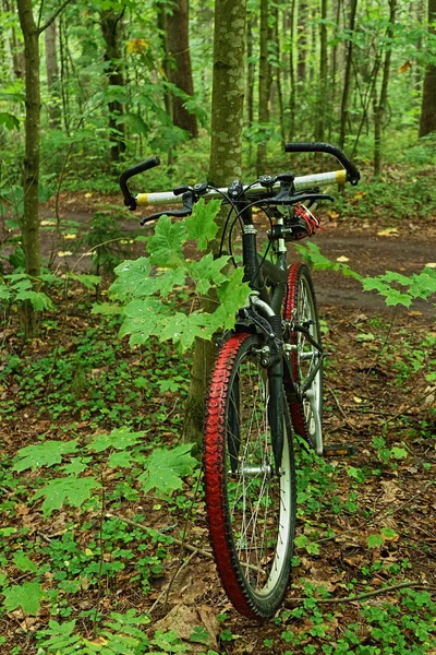 녹색 숲에서 오프로드 산악 자전거 — 스톡 사진