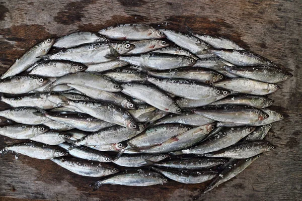 Csomó kis ezüst hal vendace — Stock Fotó