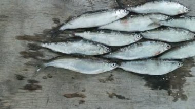 gri yıpranmış ahşap tahta yakın küçük gümüş balık vendace demet, hareket durdurmak