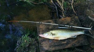 bir iplik ile büyük kupa zander 