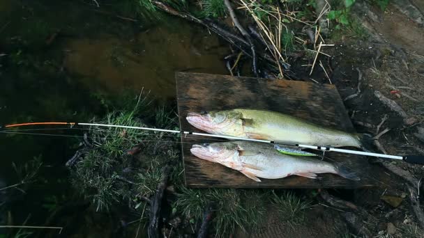 Framgångsrikt Fiske Två Stora Gös Och Spinning Vid Älven — Stockvideo