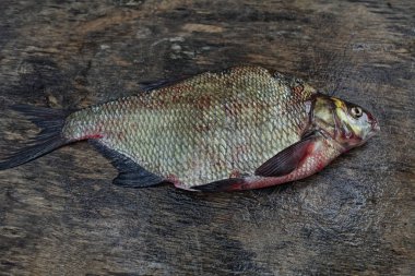 gri yıpranmış ahşap tahta üzerinde büyük çipura 