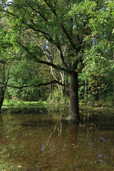 Затоплена ліс — стокове фото