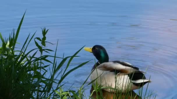 Beautiful Mallard Drake Basks Sun Brushes Feathers Close — Stock Video