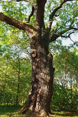 büyük yüzüncü meşe ağacı düşük açı görünümü, hdr