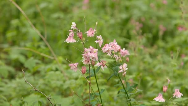 Mooie Heldere Lente Bloemen Aquilegia Close Natuur — Stockvideo