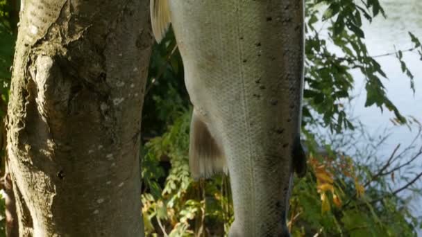 Pesca Successo Pesce Trota Grande Vicino Panorama Dal Basso Verso — Video Stock