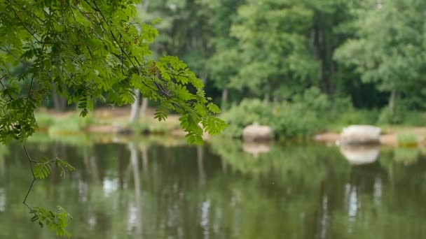 美丽的景观湖岸在前景分支模糊轮廓的树木反射在水中 — 图库视频影像