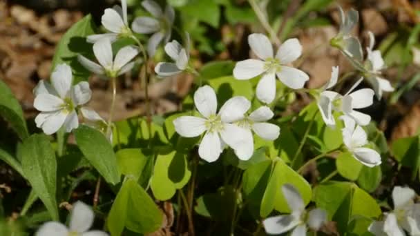 Primi Fiori Primaverili Dell Anemone Nemorosa Sono Illuminati Dai Raggi — Video Stock