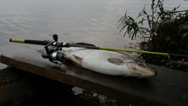 Succesvolle Visserij Grote Forel Met Hengel — Stockvideo