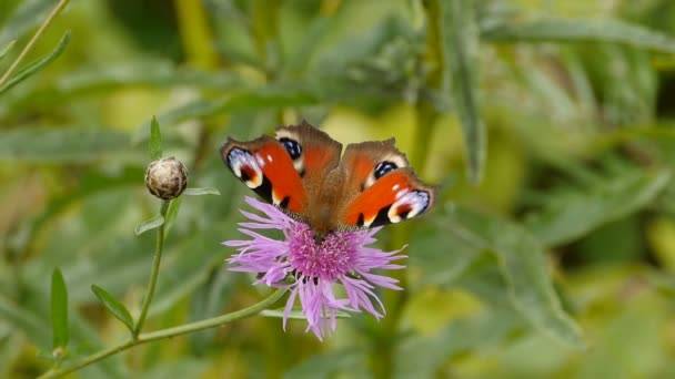 Piękne Jasny Motyl Paw Trąba Picia Nektar Kwiat Chabarowiec Widok — Wideo stockowe